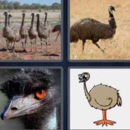 4 Fotos 1 Palabra Emu