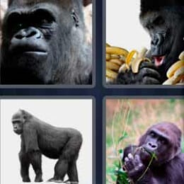 4 Fotos 1 Palabra Gorila