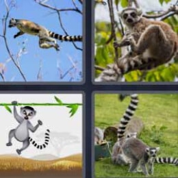 4 Fotos 1 Palabra Lemur