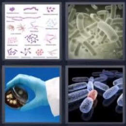 4 Fotos 1 Palabra Bacteria