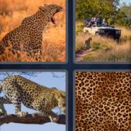 4 Fotos 1 Palabra Leopardo